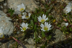 Dichodon cerastoides
