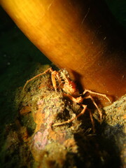 Chorilia longipes