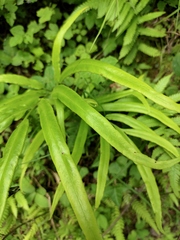 Pteris multifida