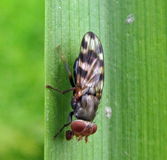 Ceroxys