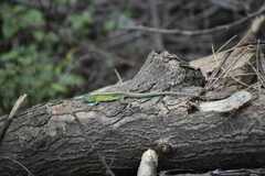 Cnemidophorus gaigei