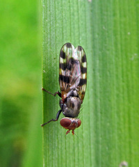 Ceroxys