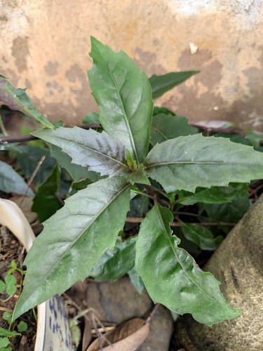 Gynura bicolor