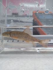 Catostomus columbianus