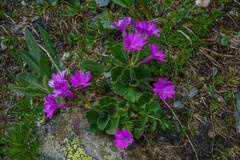 Primula hirsuta
