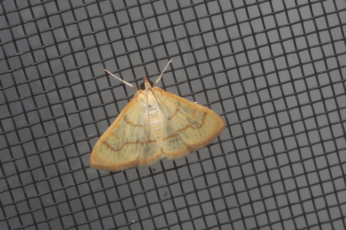Neohelvibotys arizonensis