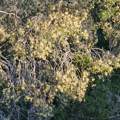 Melaleuca fluviatilis