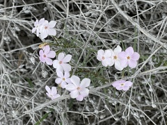 Phlox multiflora