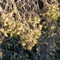 Melaleuca fluviatilis