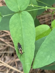 Megapenthes limbalis