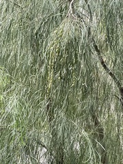 Acacia stenophylla