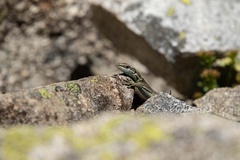 Iberolacerta bonnali