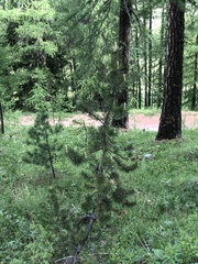 Pinus cembra
