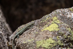 Iberolacerta bonnali