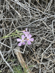 Phlox multiflora
