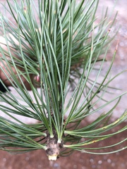 Pinus cembra