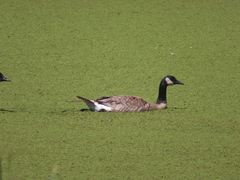 Branta canadensis