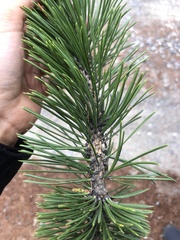 Pinus cembra