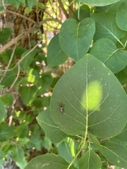 Trypherus frisoni