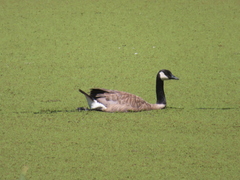 Branta canadensis