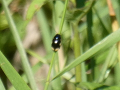 Cryptocephalus moraei