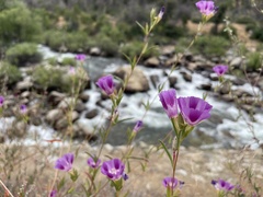 Clarkia williamsonii