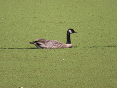 Branta canadensis