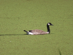 Branta canadensis