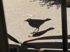 Euphagus cyanocephalus