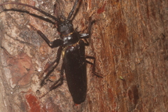 Derobrachus megacles