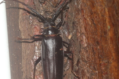 Derobrachus megacles