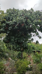 Dombeya × cayeuxii