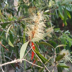 Melaleuca fluviatilis