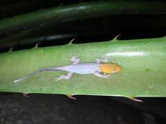 Gonatodes albogularis