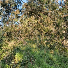 Melaleuca fluviatilis