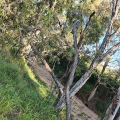 Melaleuca fluviatilis