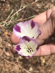 Clarkia williamsonii