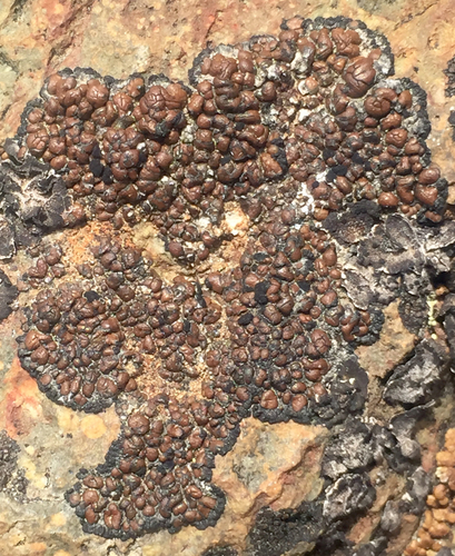Brown Tile Lichen
