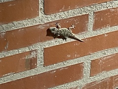 Tarentola mauritanica