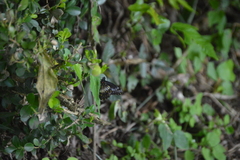 Catasticta flisa flisa