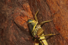 Brachystola behrensii