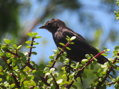 Euphagus cyanocephalus