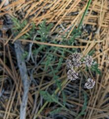 Lomatium engelmannii