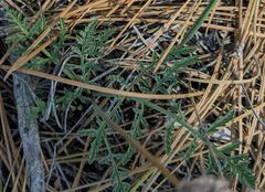 Lomatium engelmannii
