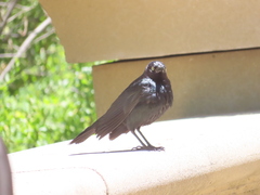 Euphagus cyanocephalus