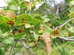 Nothofagus macrocarpa