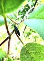 Agrilus bilineatus