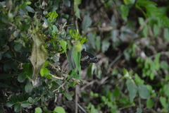 Catasticta flisa flisa