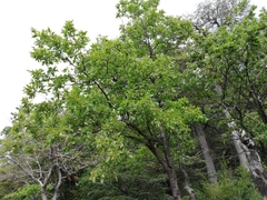 Nothofagus macrocarpa