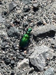 Cicindela denikei